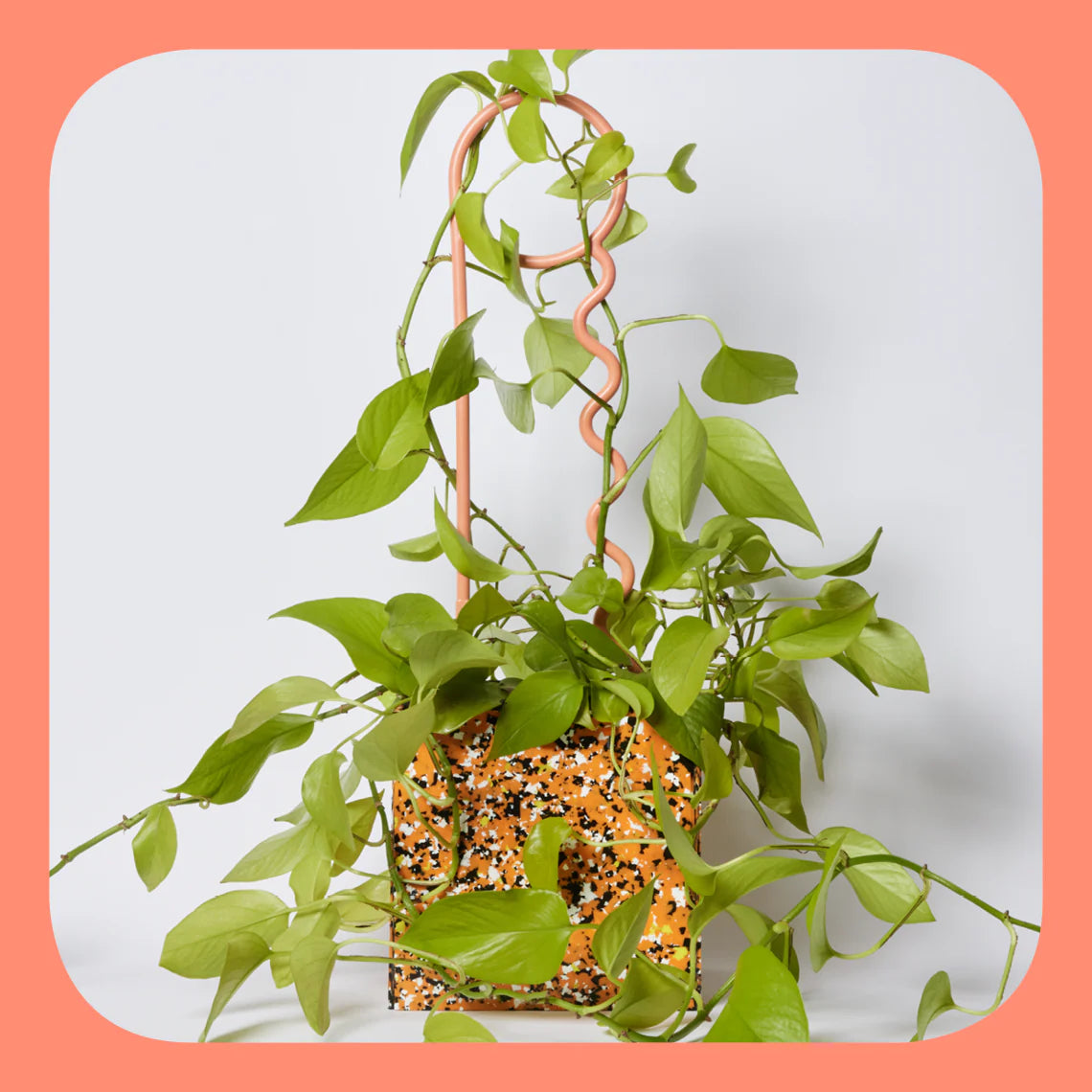 Plant Pins