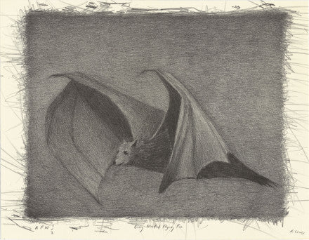 Richard Lewer framed print—Grey Headed Flying Fox